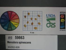 SEED